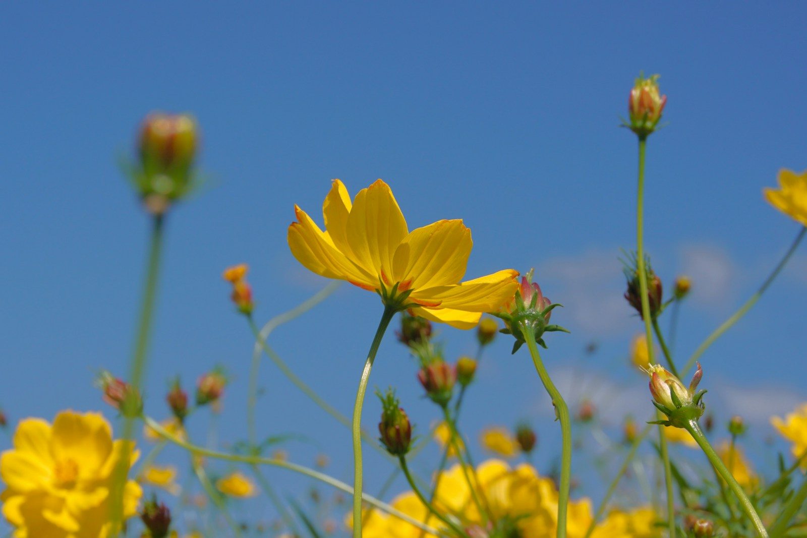 A field full of yellow flowers under a blue sky
